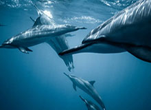 张常宁神级发挥助江苏晋级 发扣拦防均赛出高水平